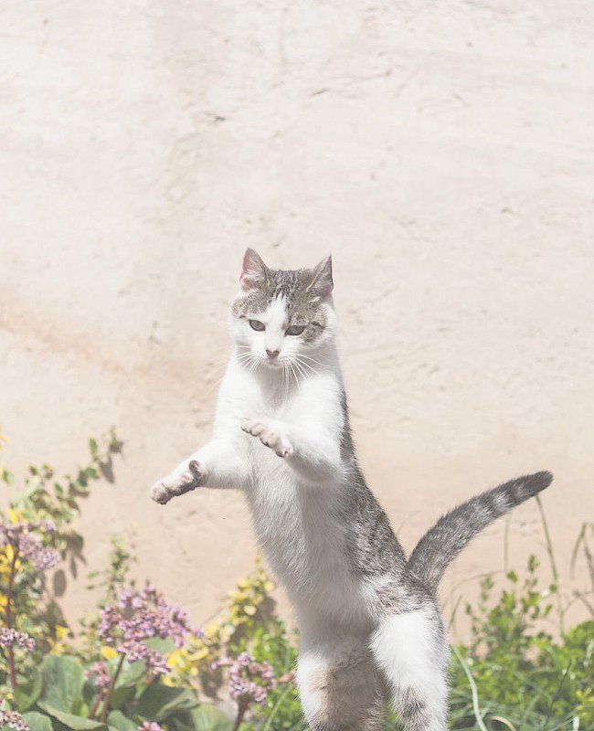 Cat vet in Austin, TX